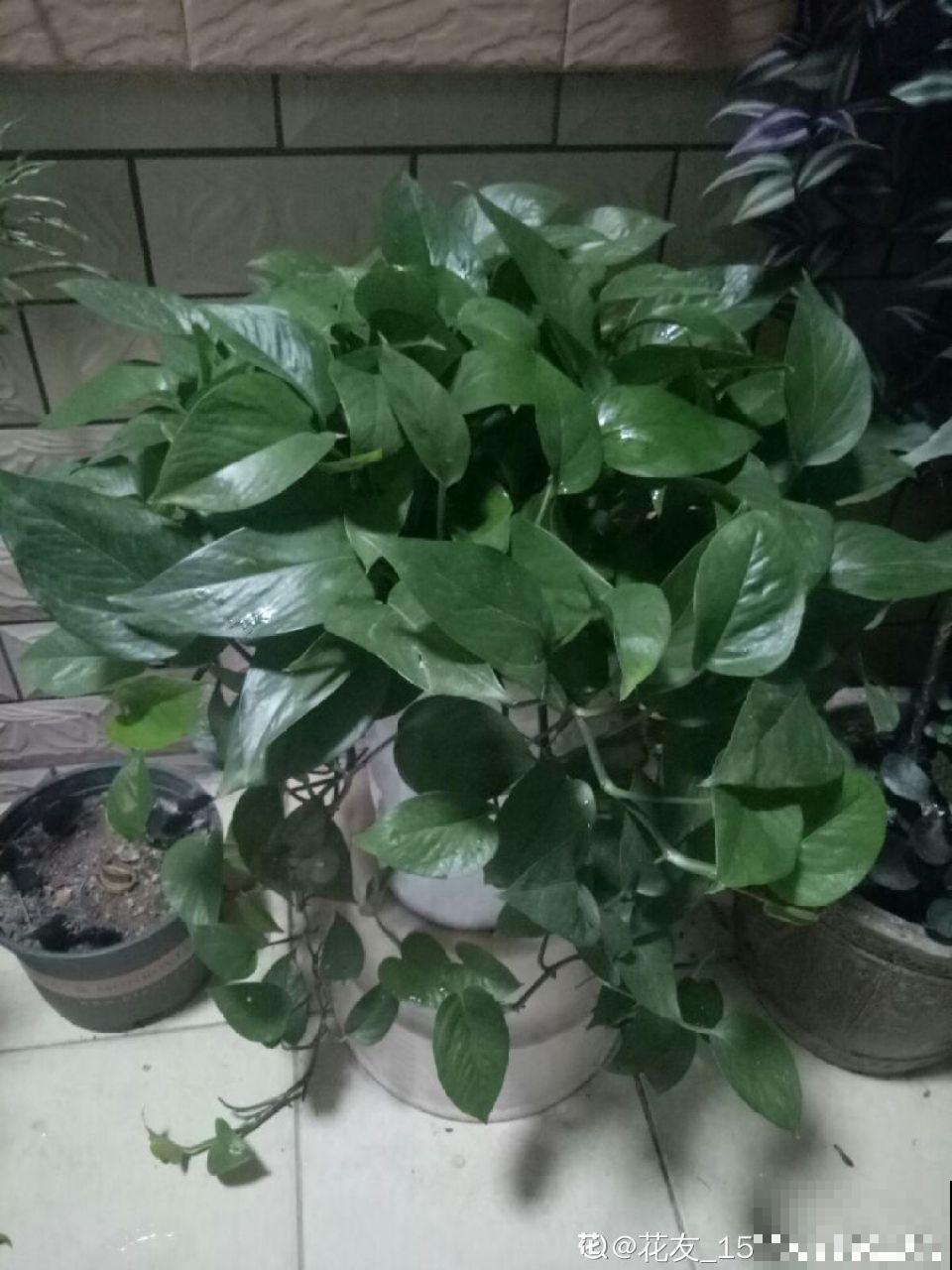 这5种花堪称加湿神器，耐阴又好养，冬天也能呼呼长个！