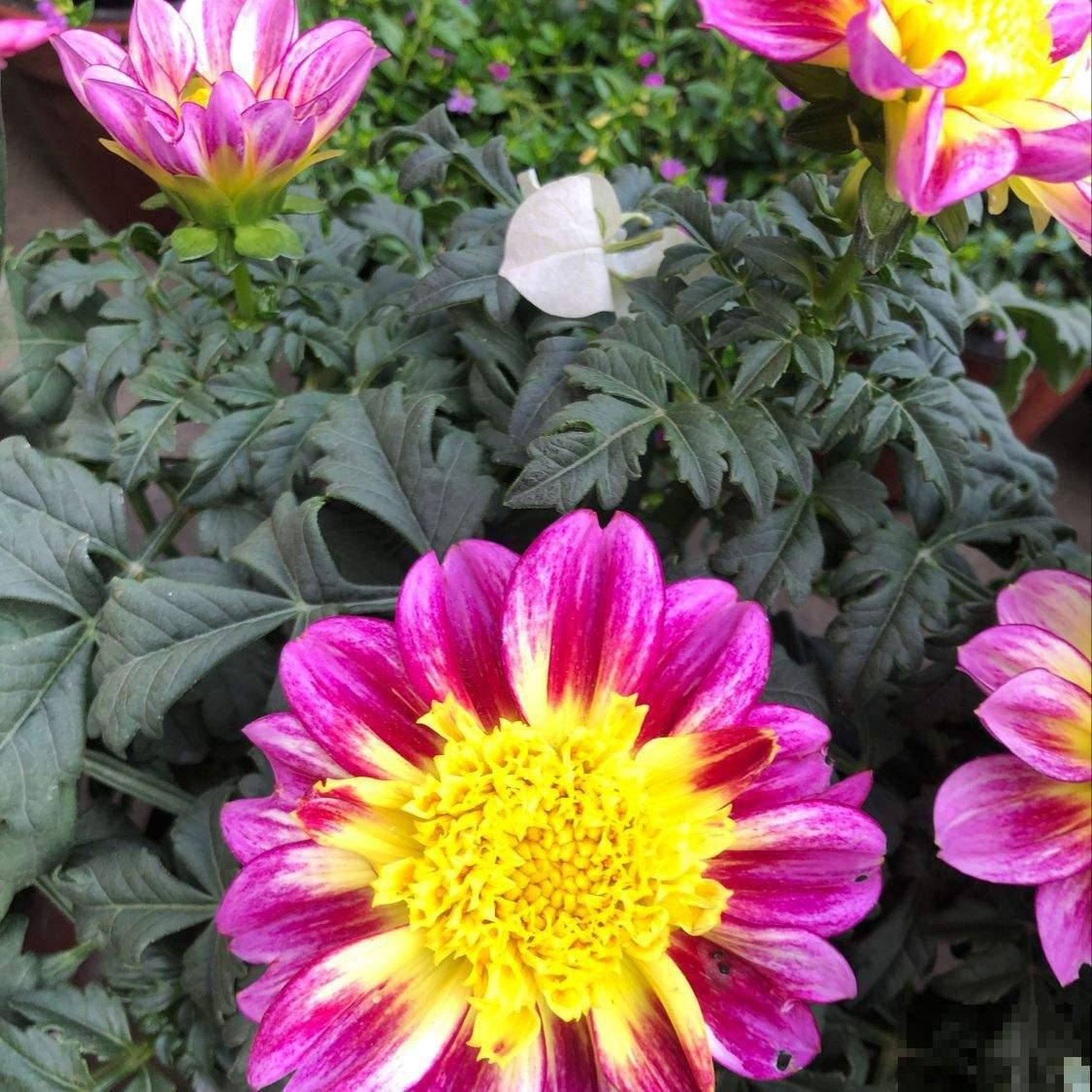 这花太叛逆了，越冷开得越带劲，五颜六色迷了眼睛！