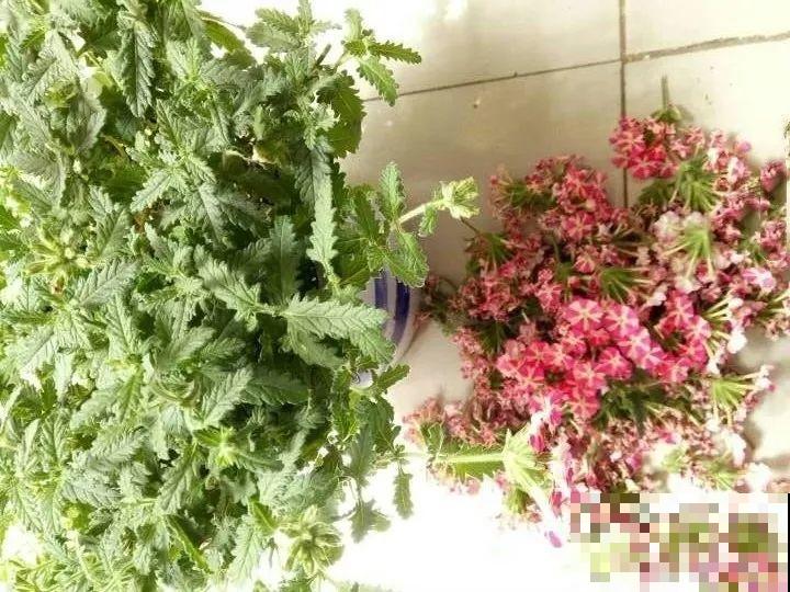 巴掌大的防盗窗，养它能开好几个月，个个爆盆成大花球！