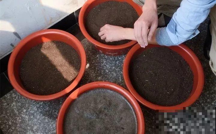 给花换盆，这种土别直接用，啥花也能养死了！