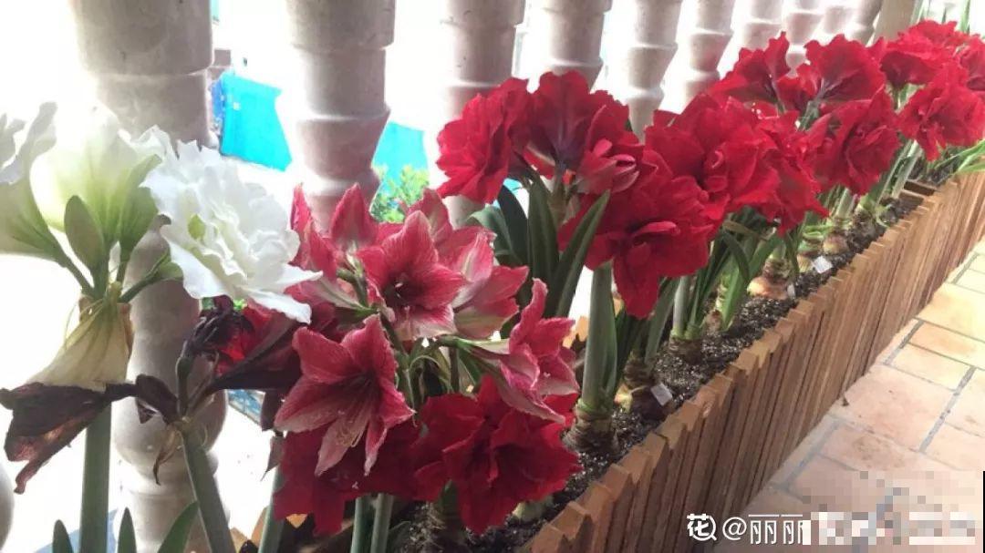 聪明人养花，只养这1种，连开200天，爆满一阳台！