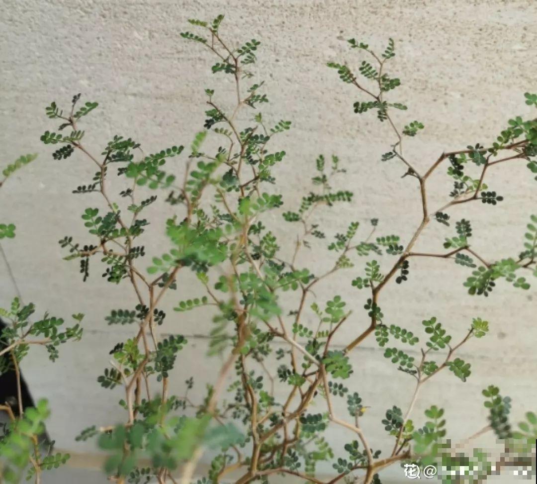20种耐阴花，比绿萝好养，摆客厅名贵又有范儿！