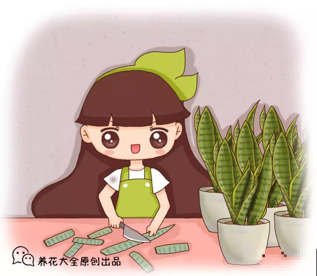 这3种花最好别扦插，越养越难看，重瓣花也能变单瓣！