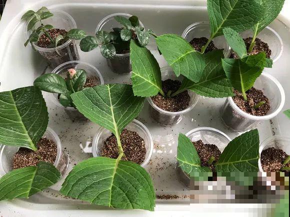 最后一波扦插，蓝雪花剪根枝，明天春天就能开！