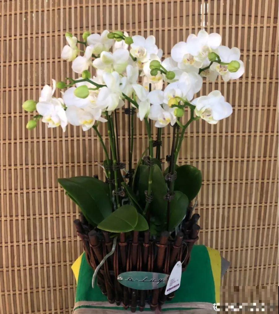 11月养花，这4点没注意，再好养的花也过不了冬！