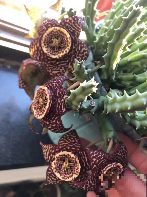 家里养了这花，满屋子都是臭味，真想连盆都给扔掉！