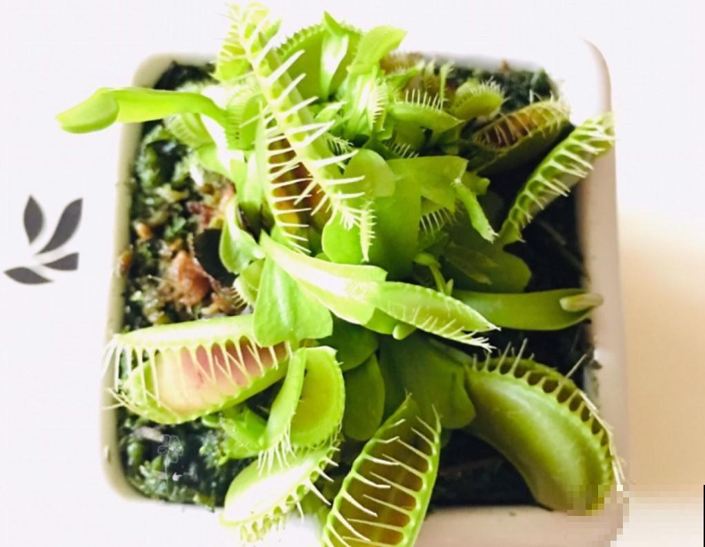 这几种食虫植物形态各异，别害怕，养在家里去除小虫子！