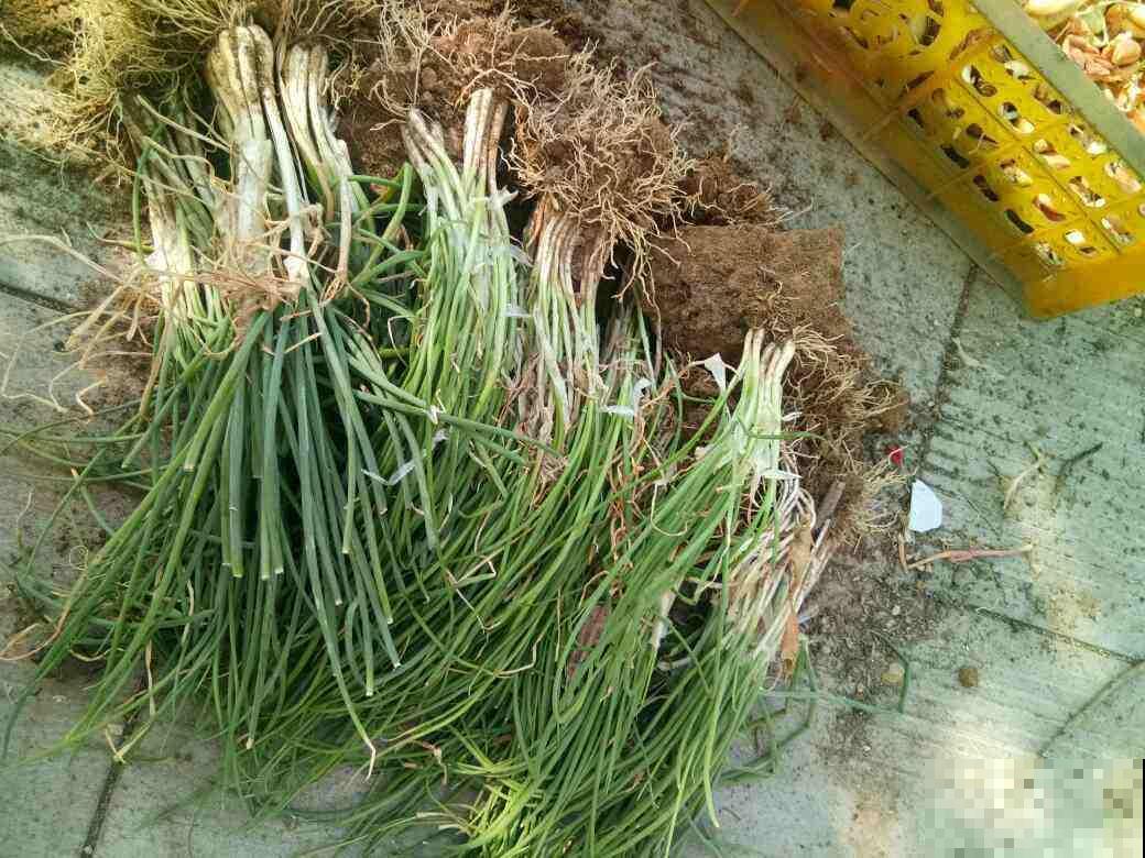 秋茬大葱这么种，高高壮壮口感上佳，随便炒炒上桌全抢光！