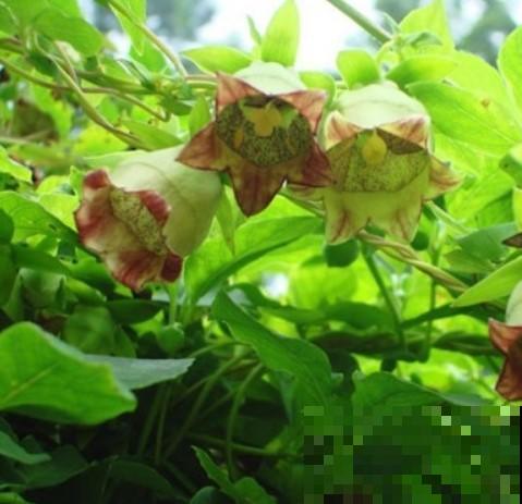 大家都叫这植物为山海螺，虽味臭，却价更高！