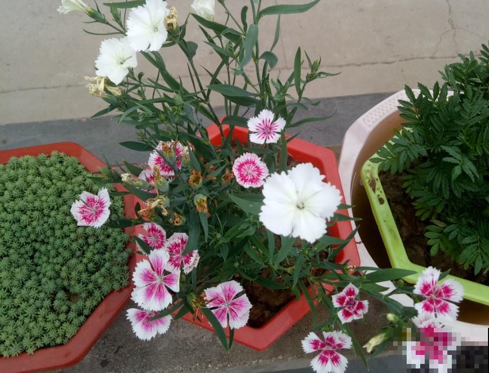石竹花虽小但很美，很好养，撒点种子，就能长！