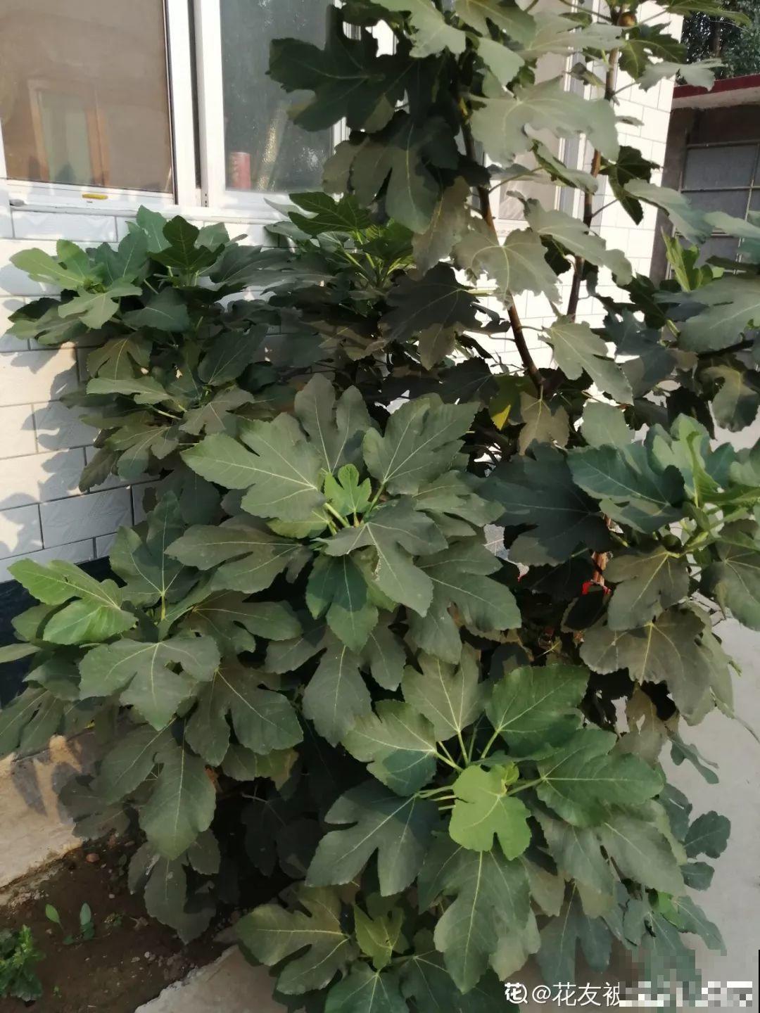 4种花，别着急往屋里搬，放外面冻20天，明年开花才旺！