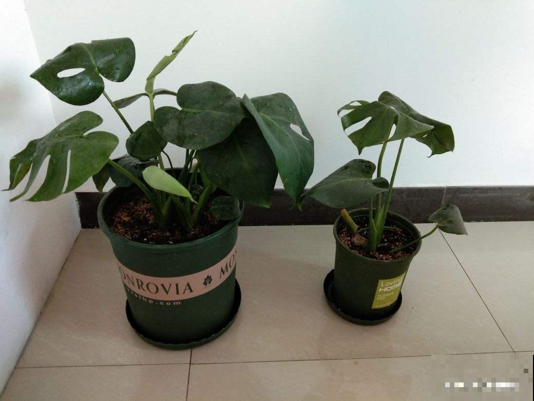 秋冬空气干燥灰尘多，在家养这几种植物，除尘除菌