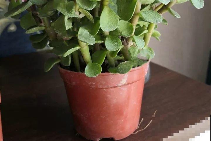 30种花冬天浇水技巧，根不烂，来年春天猛蹿新叶！
