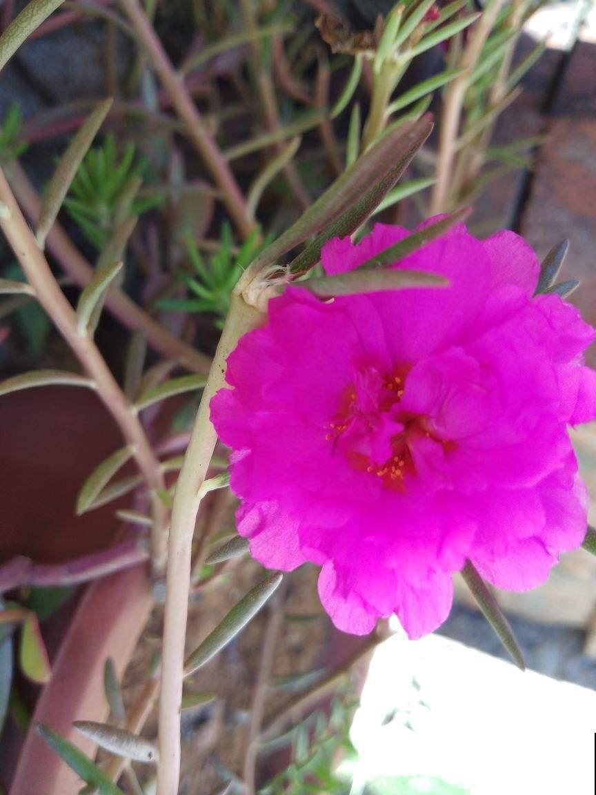 这几种花开花持久，养在阳台上，常年繁花似锦绽放美丽