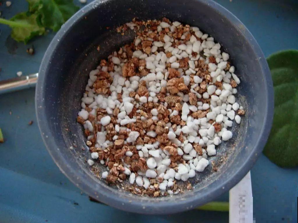 最后一波扦插，蓝雪花剪根枝，明天春天就能开！