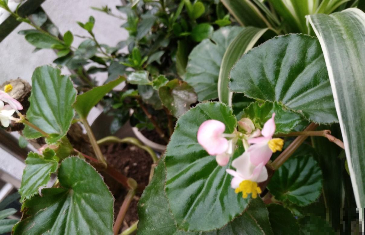 这花必须养起来，秋季好看的不得了，真美！