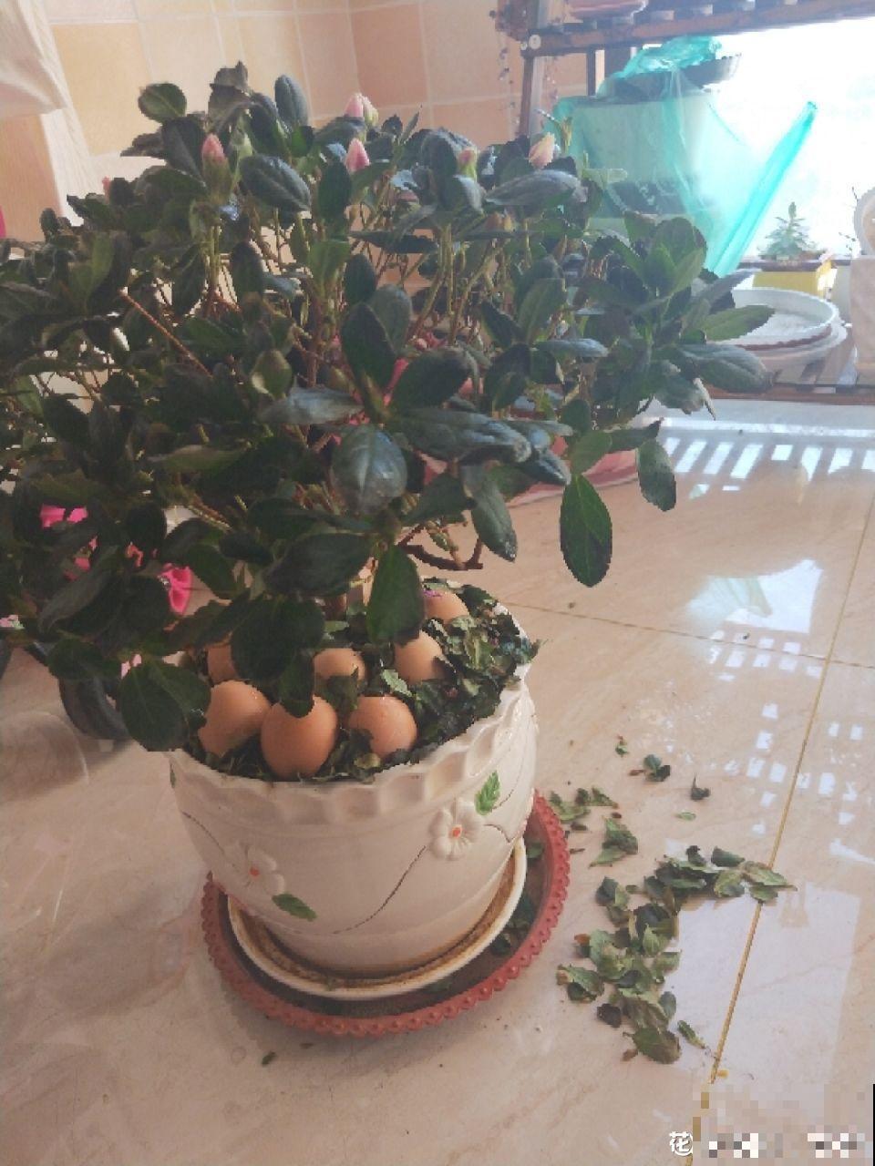 秋冬养花，这种水就别再浇了，不然叶子发黄还哗哗掉！