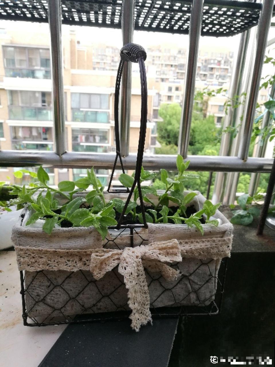 牡丹吊兰这么养，半月就能长爆盆，年年开花不断！