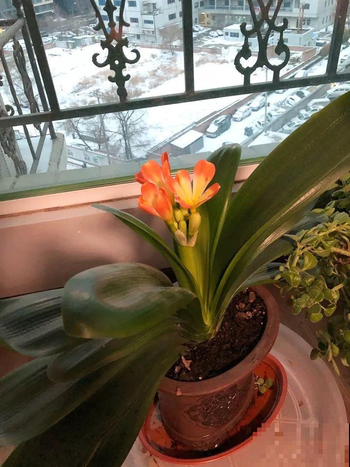 4种花，别着急往屋里搬，放外面冻20天，明年开花才旺！