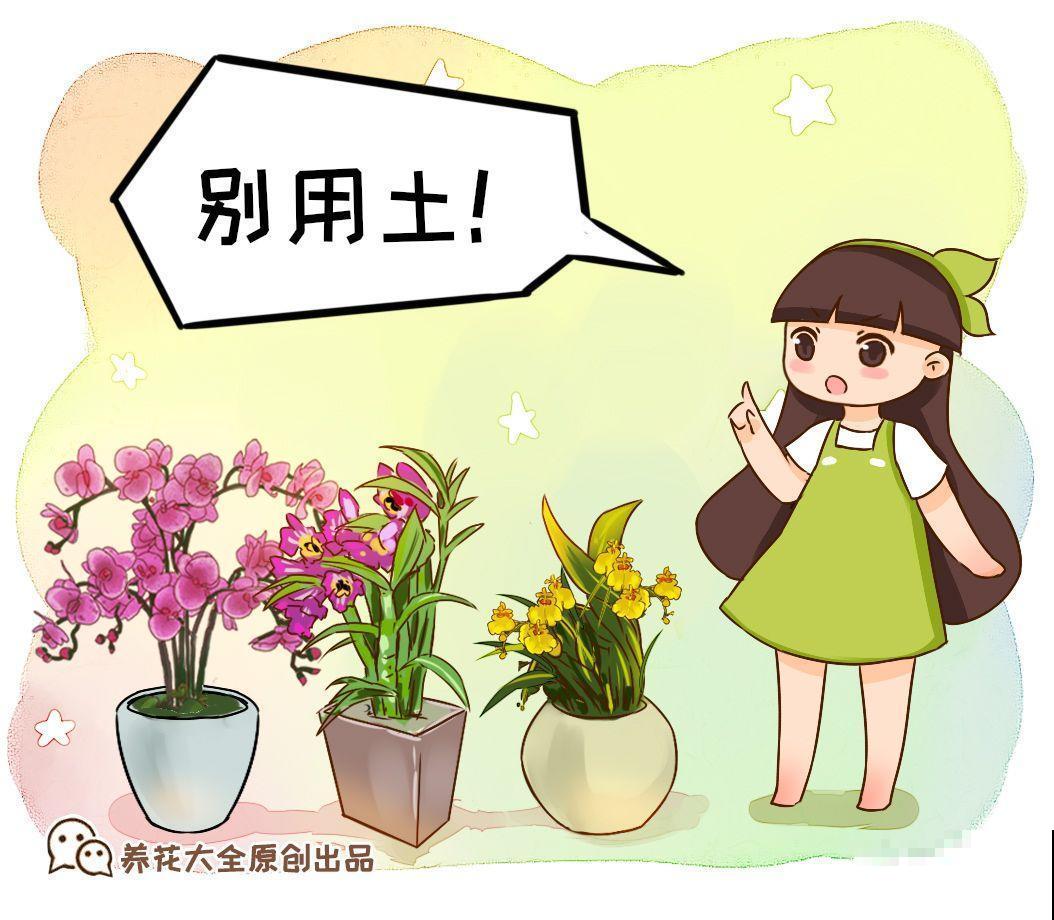 4种花不能用土养，一浇水就烂根，后悔都来不及！
