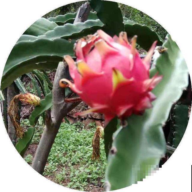 这样打理火龙果盆栽，结出来的果实又香又甜，不愁吃