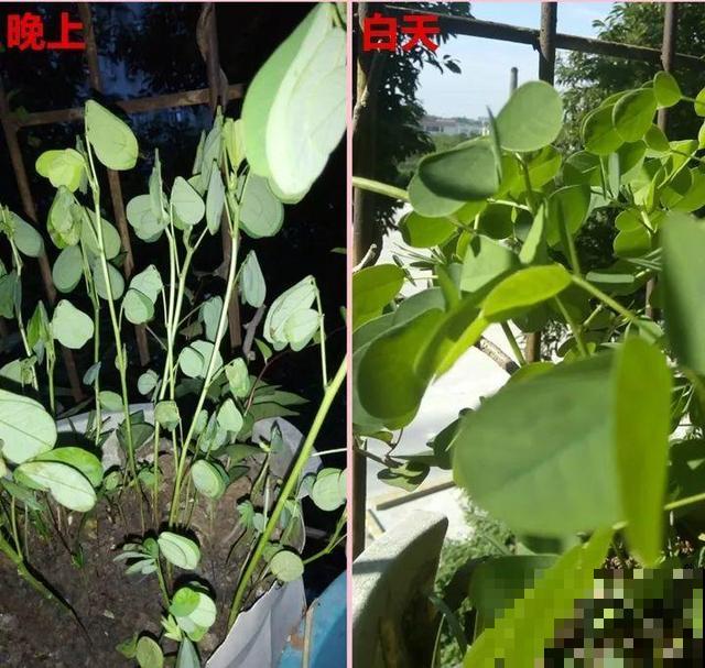 这花种子埋土里就发芽，差点以为是花生，满盆黄花贼亮眼！