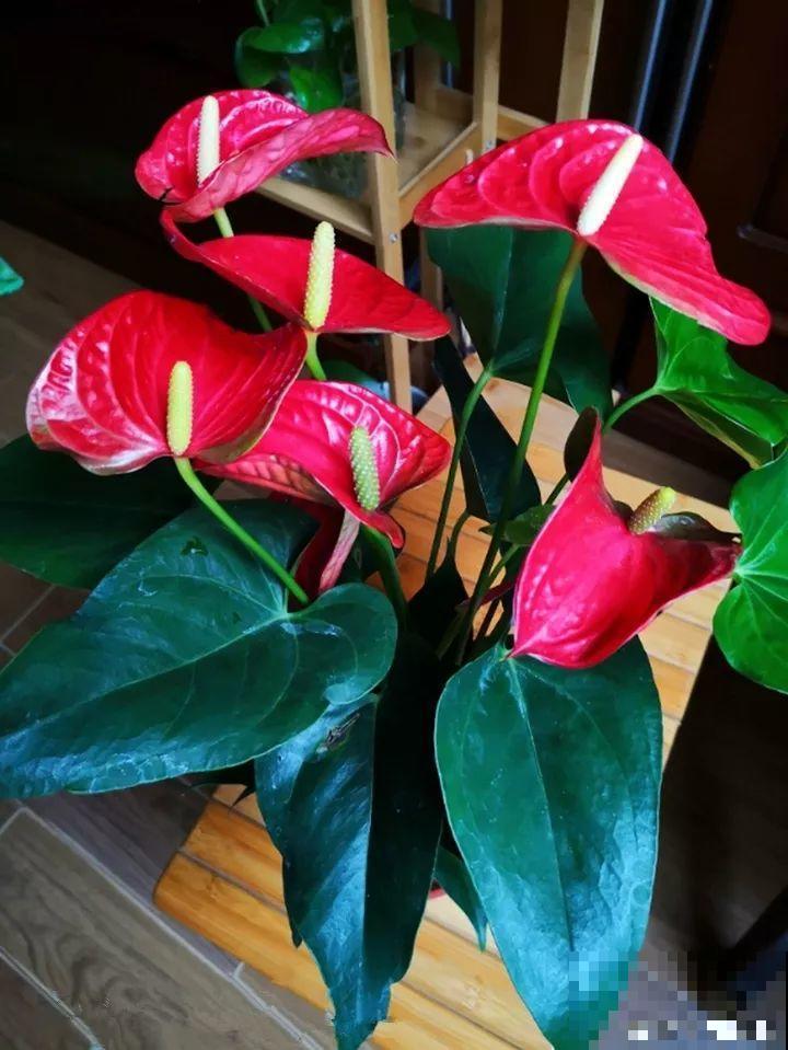 7种转运花，年底在家养一盆，开花就是好兆头！
