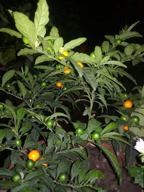 这花结出的果实像樱桃，实际上有毒，千万不要吃！