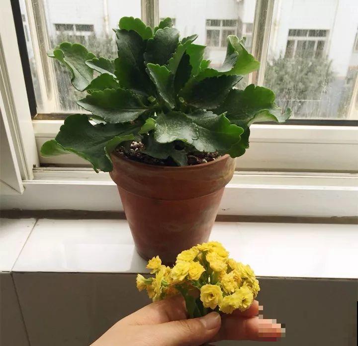 5种花开完赶紧剪一刀，10天一勺肥，还能再开2、3次！