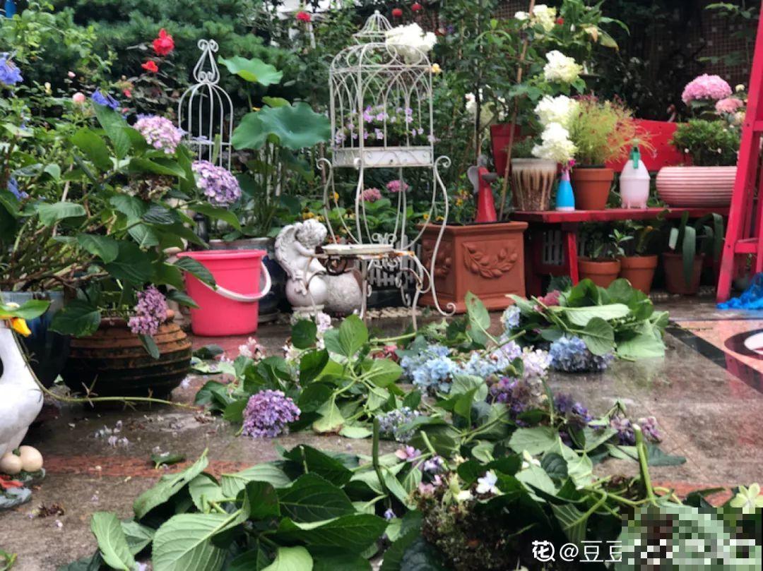 不同季节种不一样的花，这样的院子，才是我心中的世外桃源！