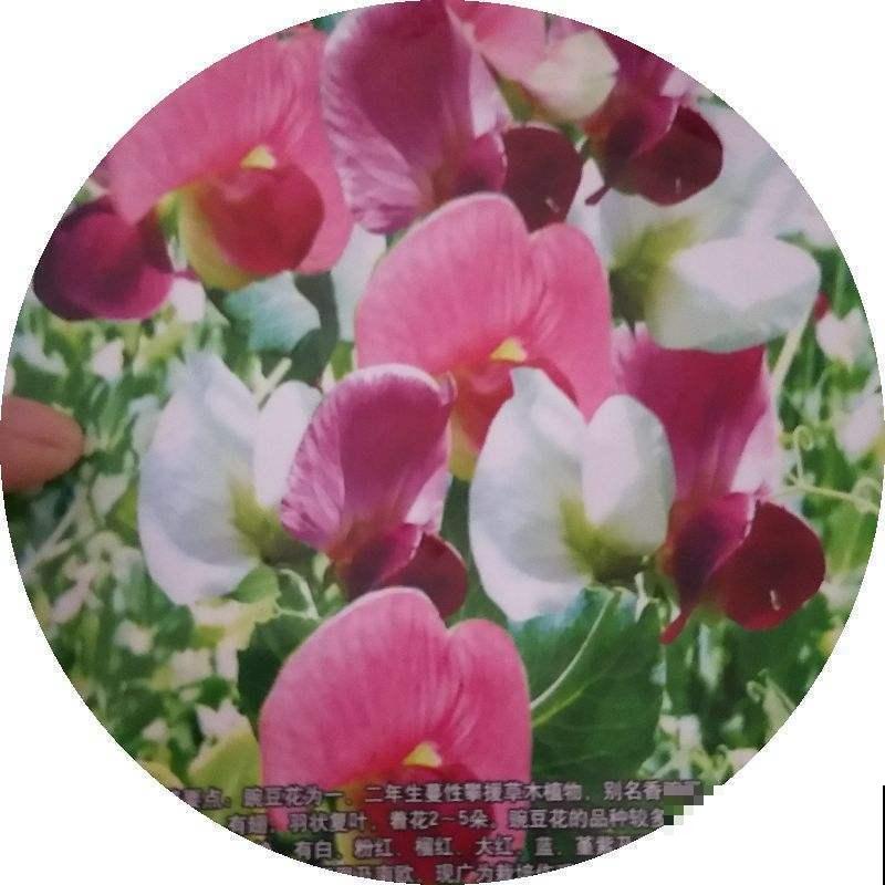 这花听起来像食物，其实不能吃，开出的花好惊艳