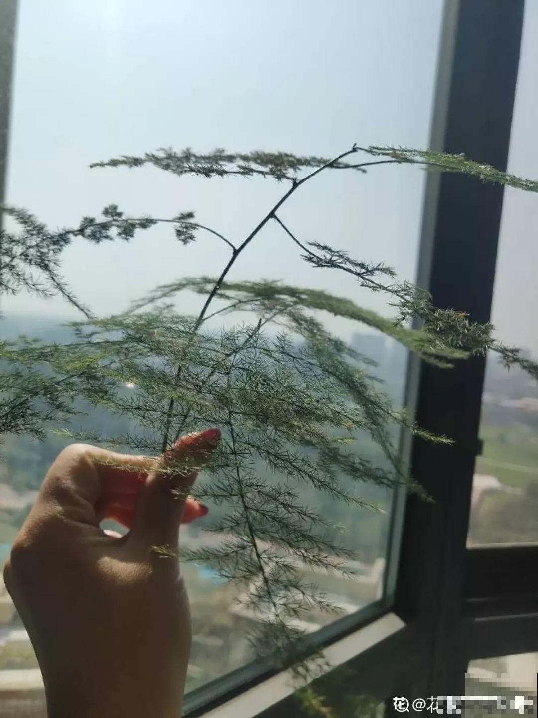 4种花狠心剃光头，剪完就能发新芽，蹭蹭长爆盆！