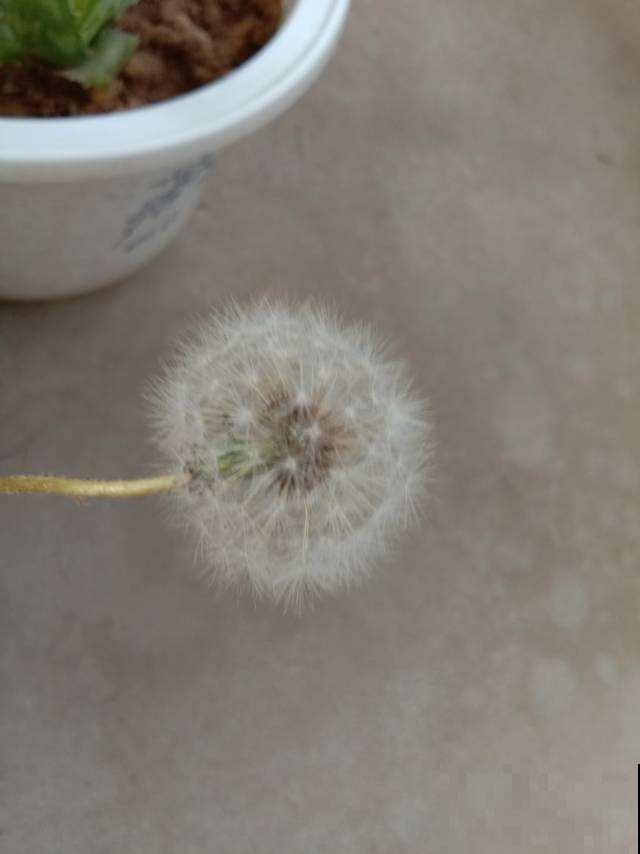 这野菜在农村随处可见，不仅可以观赏，还能泡水喝