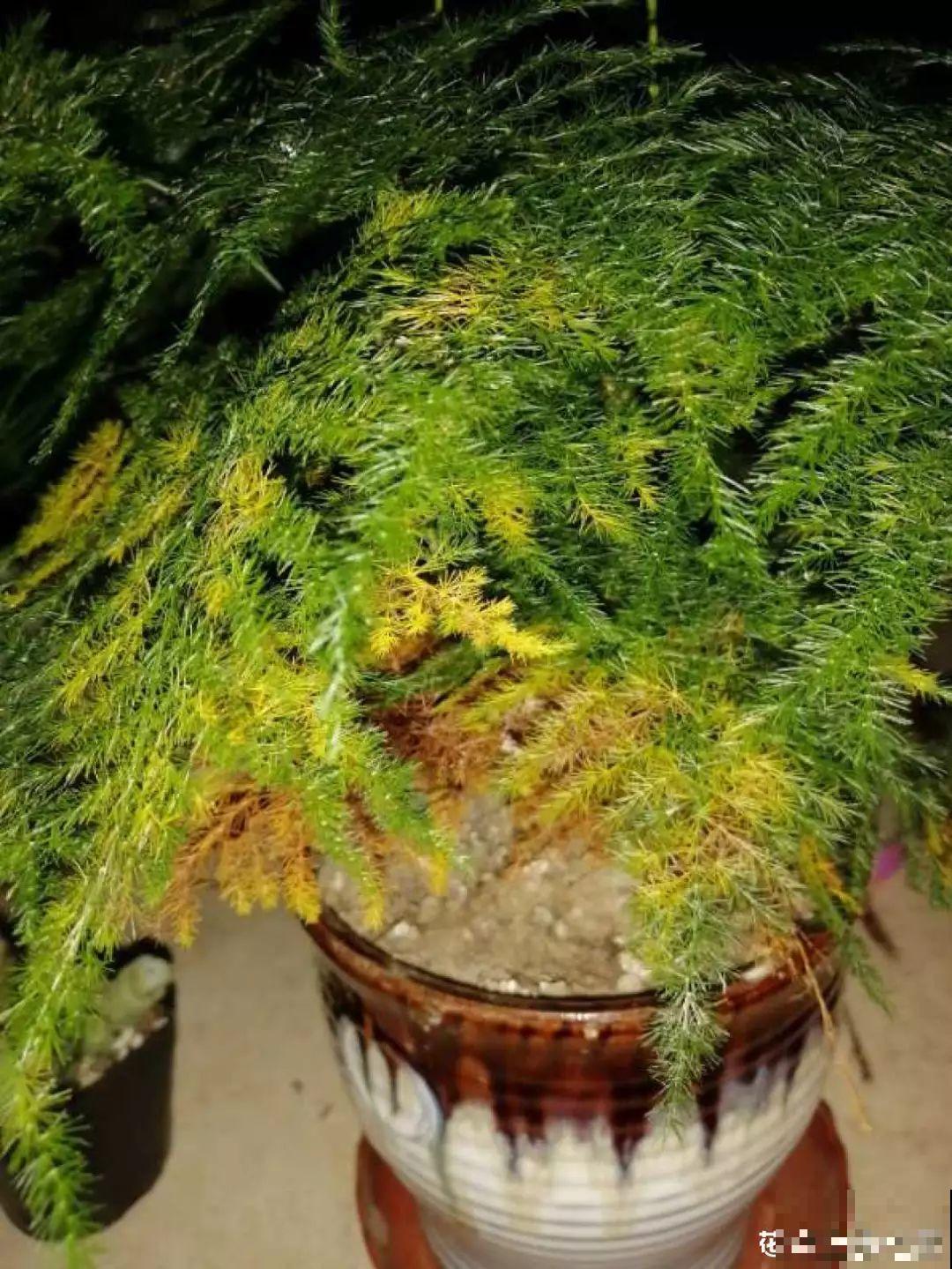 这4种花冬天别折腾，枝条剪错了，小心来年不开花！