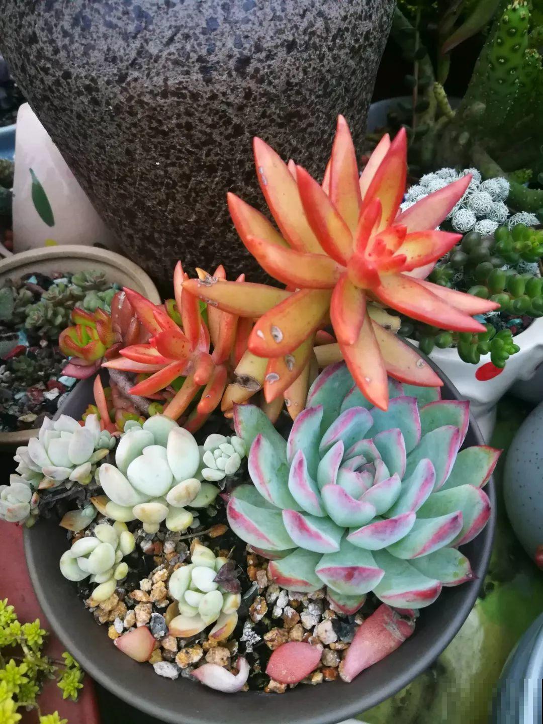 她在楼顶养花，一年时间打造成小花园，再怎么折腾都值得！