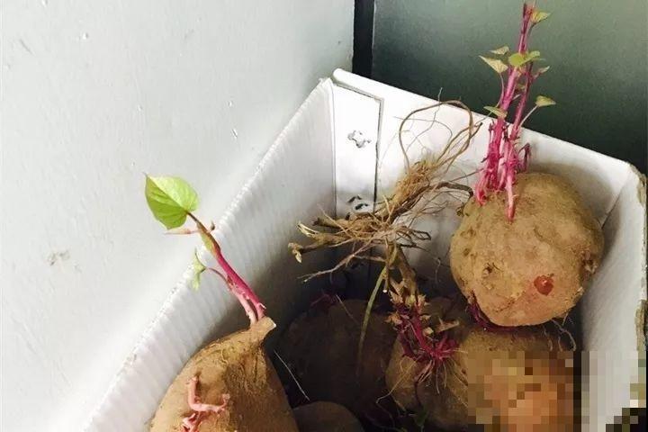 发芽的土豆先别扔，切块埋土里，仨月收获一箩筐！