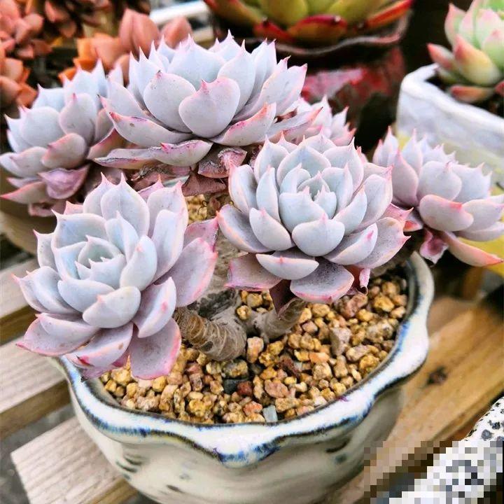 秋冬养了这种花，只要给它晒太阳，不用施肥都长胖！