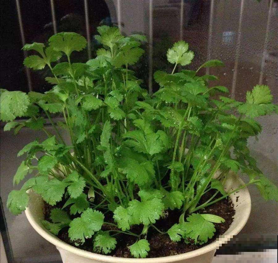 在家种香菜，香味奇特长得快，不出俩月就能吃上！