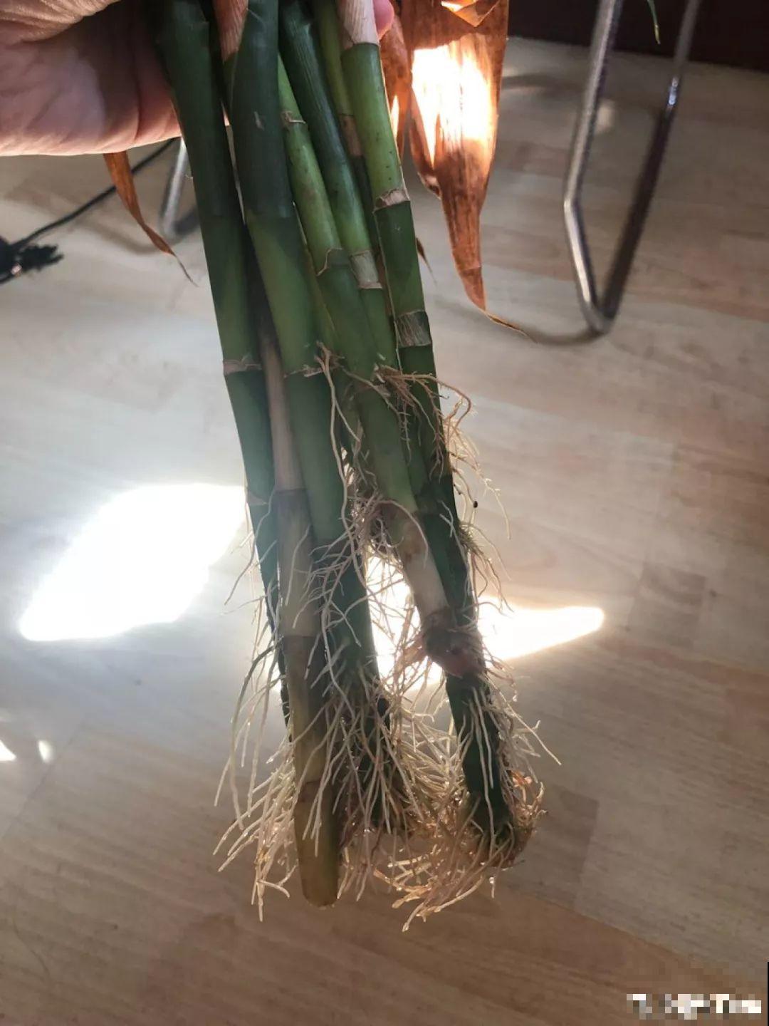 栀子冬天不要剪，越剪越容易死，还是懒养靠谱！