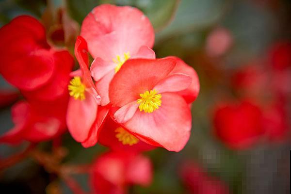 12月也想赏花，这种冬花植物赶紧养一盆，陪你度过五彩斑斓的冬
