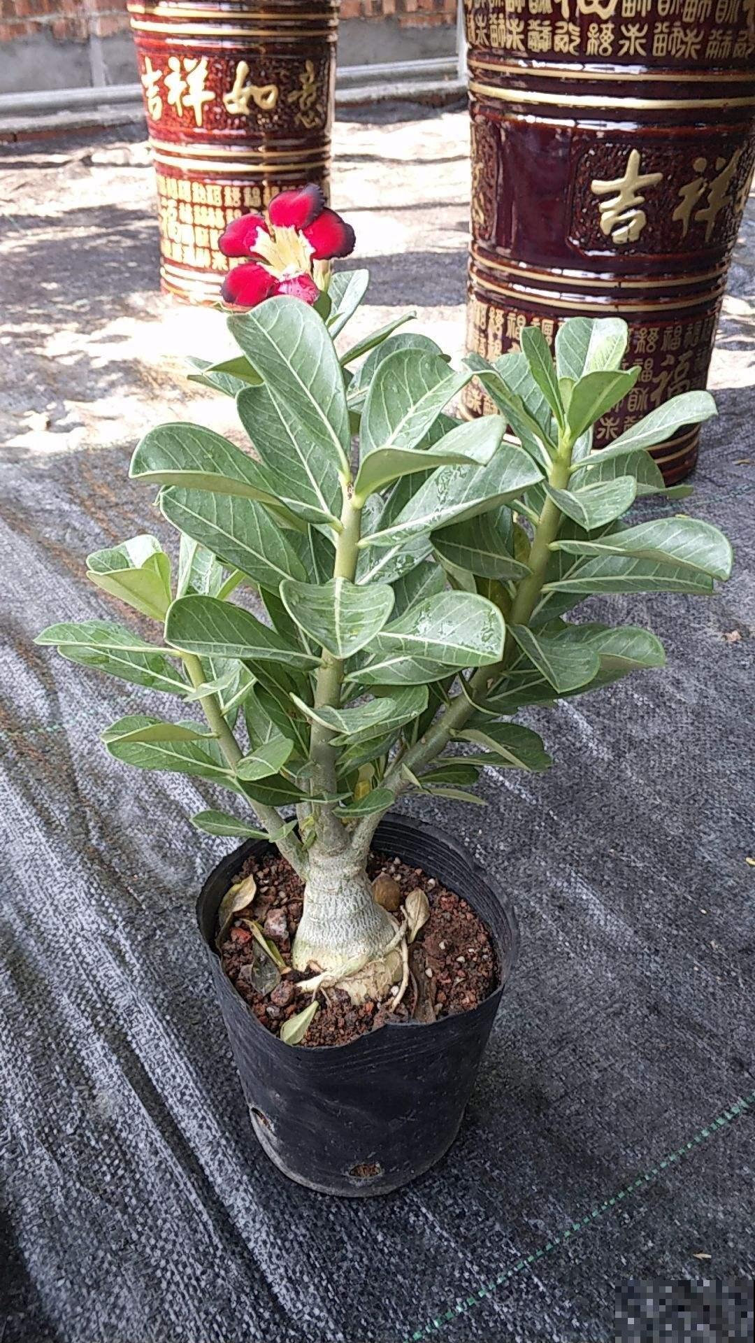 这花特好养，不过要想养出这境界可不容易，看看你家的够格吗？