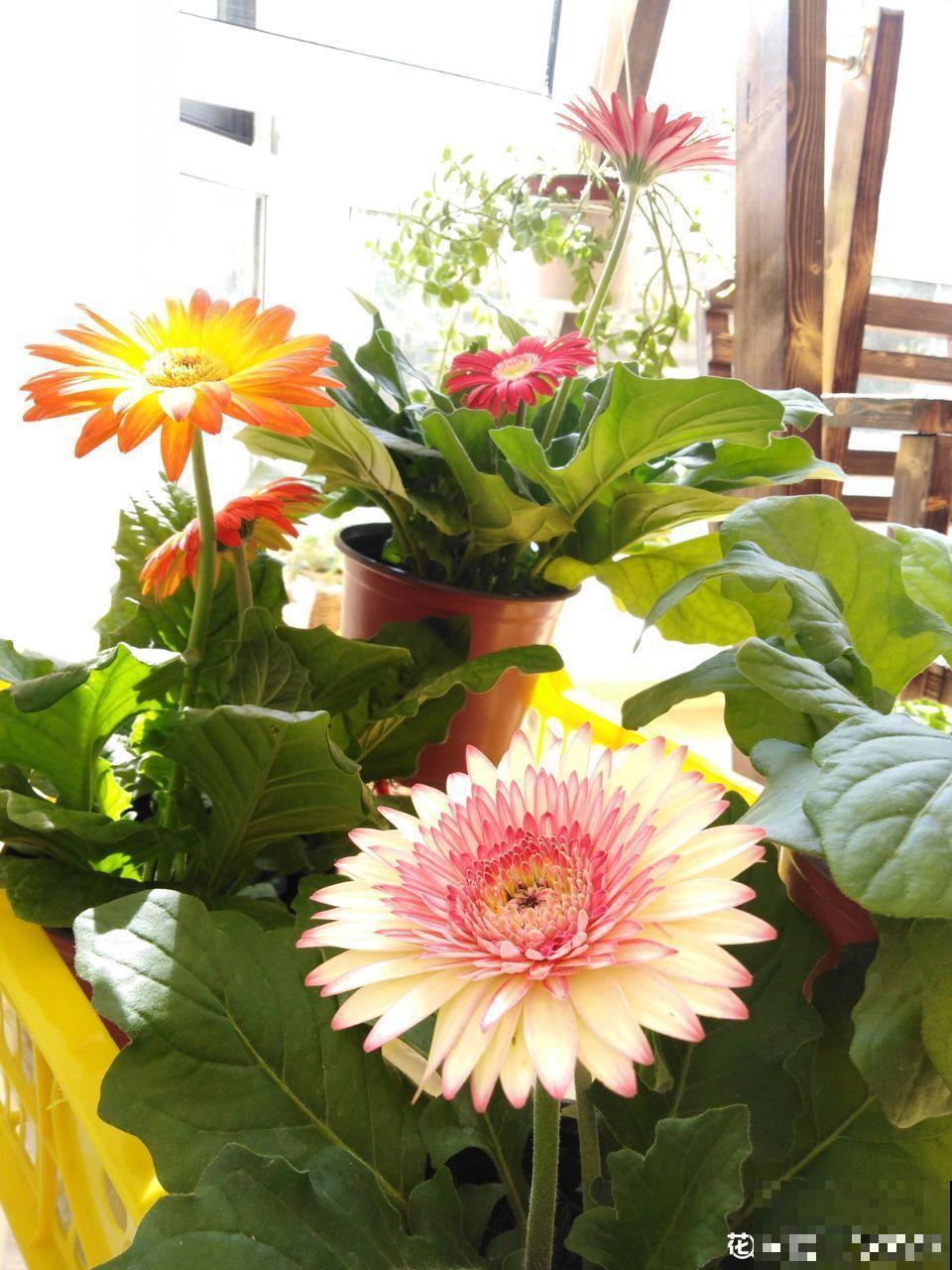 5种花别喷水，一喷叶子就发黄，小心3天掉成光杆！