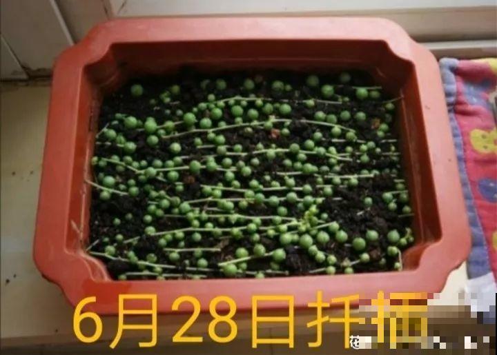 家里有这3种花还买啥，剪根枝条剁8段，沾土3天就发芽！