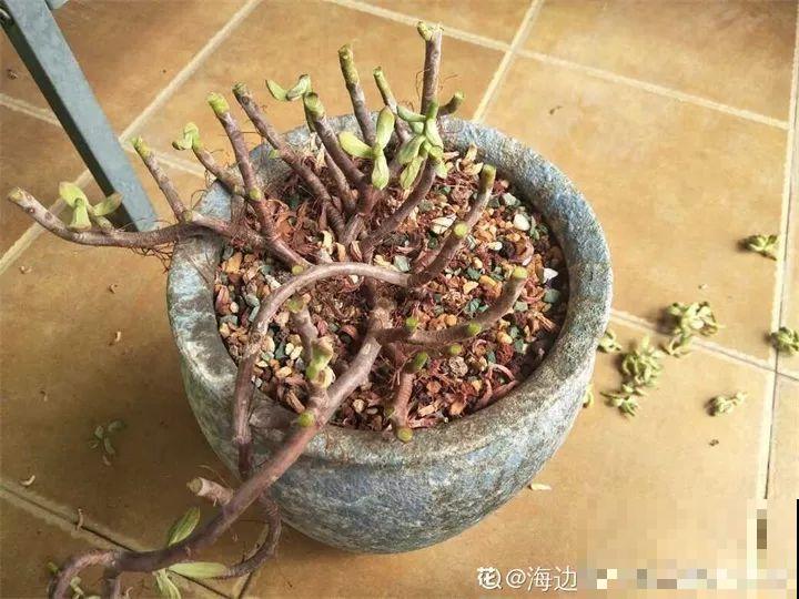 4种花狠心剃光头，剪完就能发新芽，蹭蹭长爆盆！