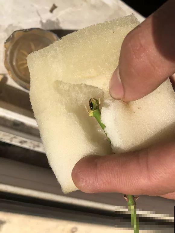 这花就得虐着养，套个袋子捂一捂，揭开立马冒花苞！