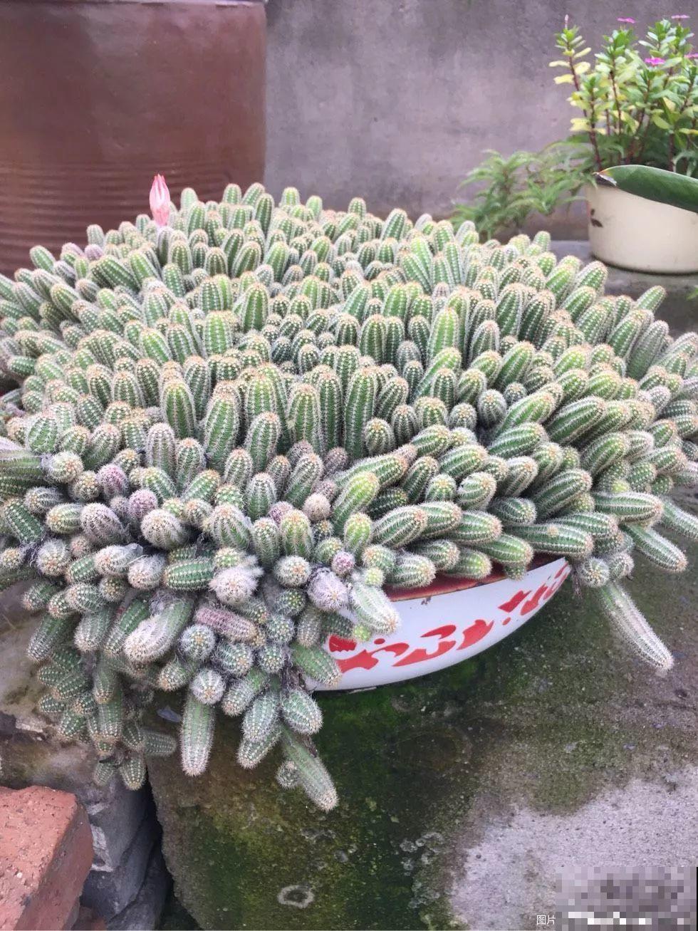 这8种花，养养就成巨无霸，3个大汉都搬不动！