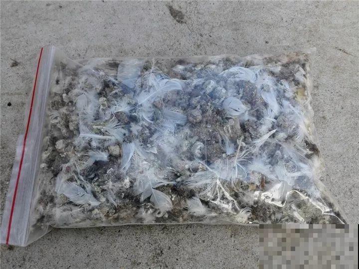 想要长寿花冬天抗冻一点，趁现在撒把肥，叶子厚实开花还多！