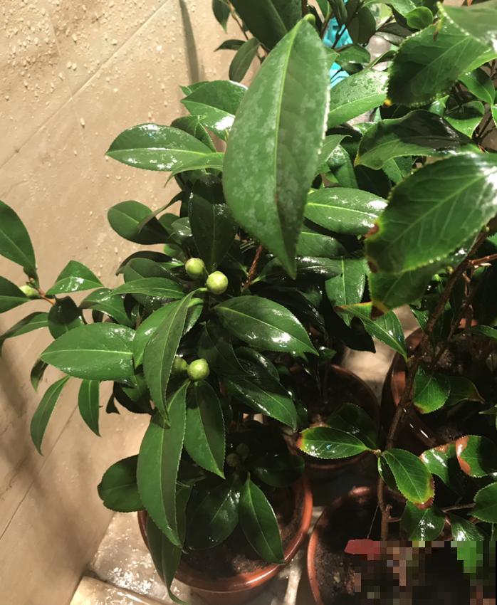 茶花叶子掉不停？4个原因，看看你中了哪一条！