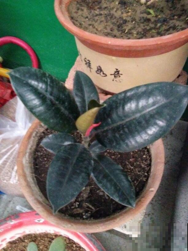 及时给橡皮树换盆，植株生长旺盛，常年不黄叶