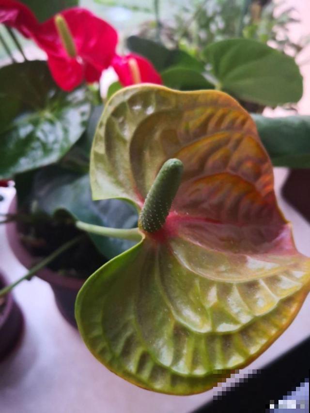 红掌变绿掌，别急着扔，搬屋里缓缓，还有救